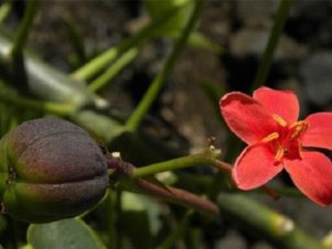 Huarnapo macho, the best ally for men