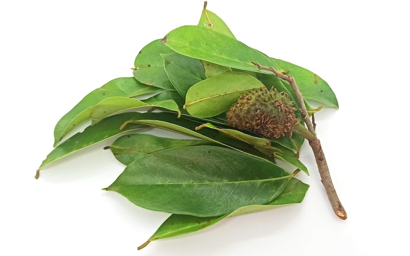 Guanabana Leaves – Natural Herbal Tea