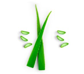 Aloe Vera Powder (900g – 31.74oz)