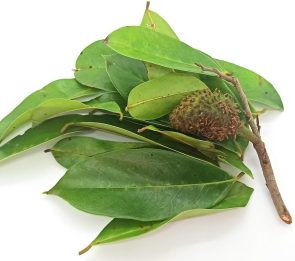 Guanabana Leaves – Natural Herbal Tea (2 oz. – 60g.)