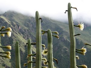 San Pedro Cactus: The Sacret Andean Medicine